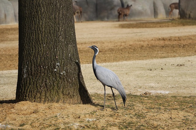 Free Bird Animal photo and picture