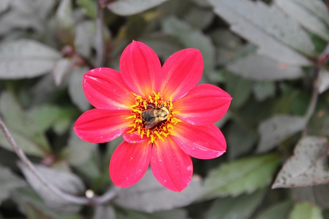 Flor, De Cerca, Abeja, Macro, Polinizar