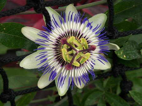 Free Passion Flower Passiflora Cearulae photo and picture