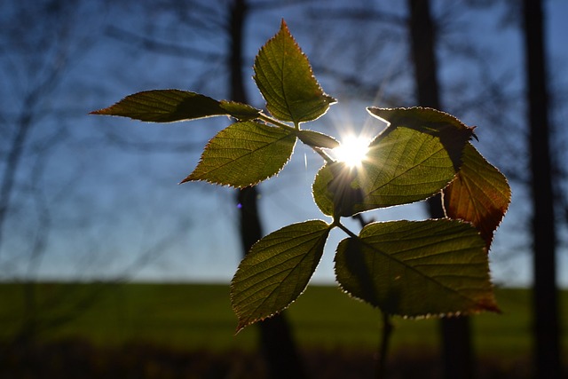 Free Sun Leaves photo and picture