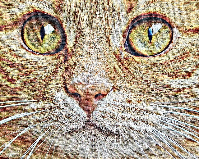 Free cat red tissue illustration