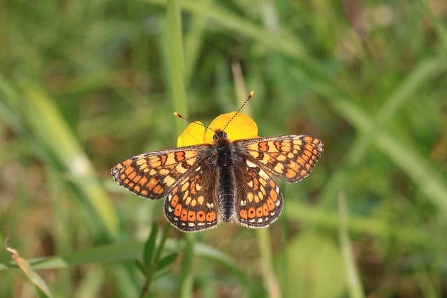 Free Marsh Fritillary Butterfly photo and picture