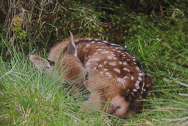 Free Sika Deer Cervus Nippon photo and picture