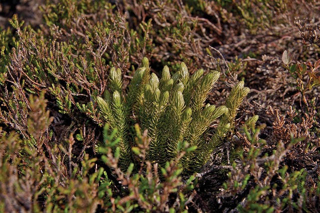 Free Fir Clubmoss Huperzia Selago photo and picture