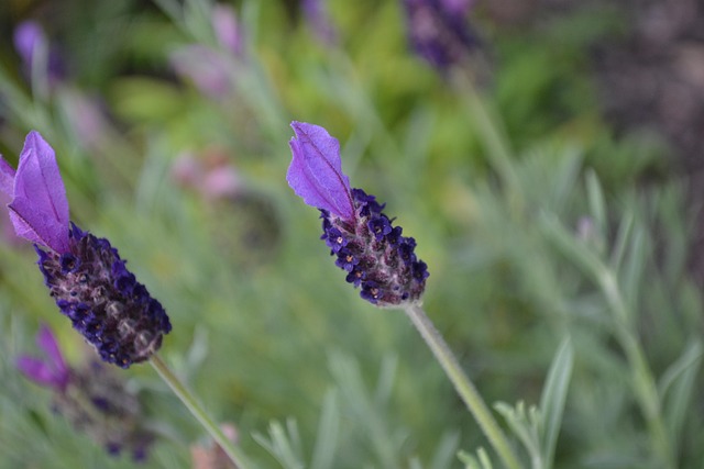 Free Lavender Flower photo and picture