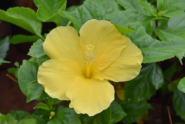 Free Hibiscus Rosa-Sinensis Hibiscus photo and picture