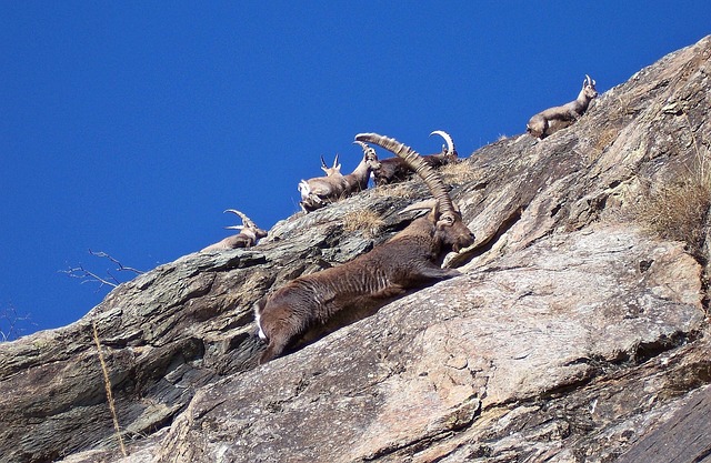 Free Ibex Males photo and picture
