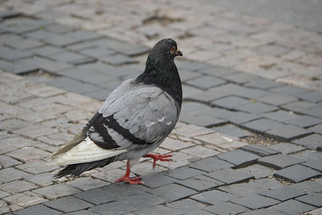 Free Pigeon Bird photo and picture