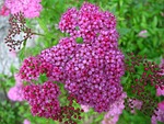 flower, pink, spiraea