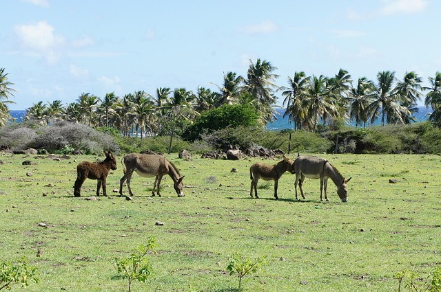 Free Nevis St Kitts photo and picture