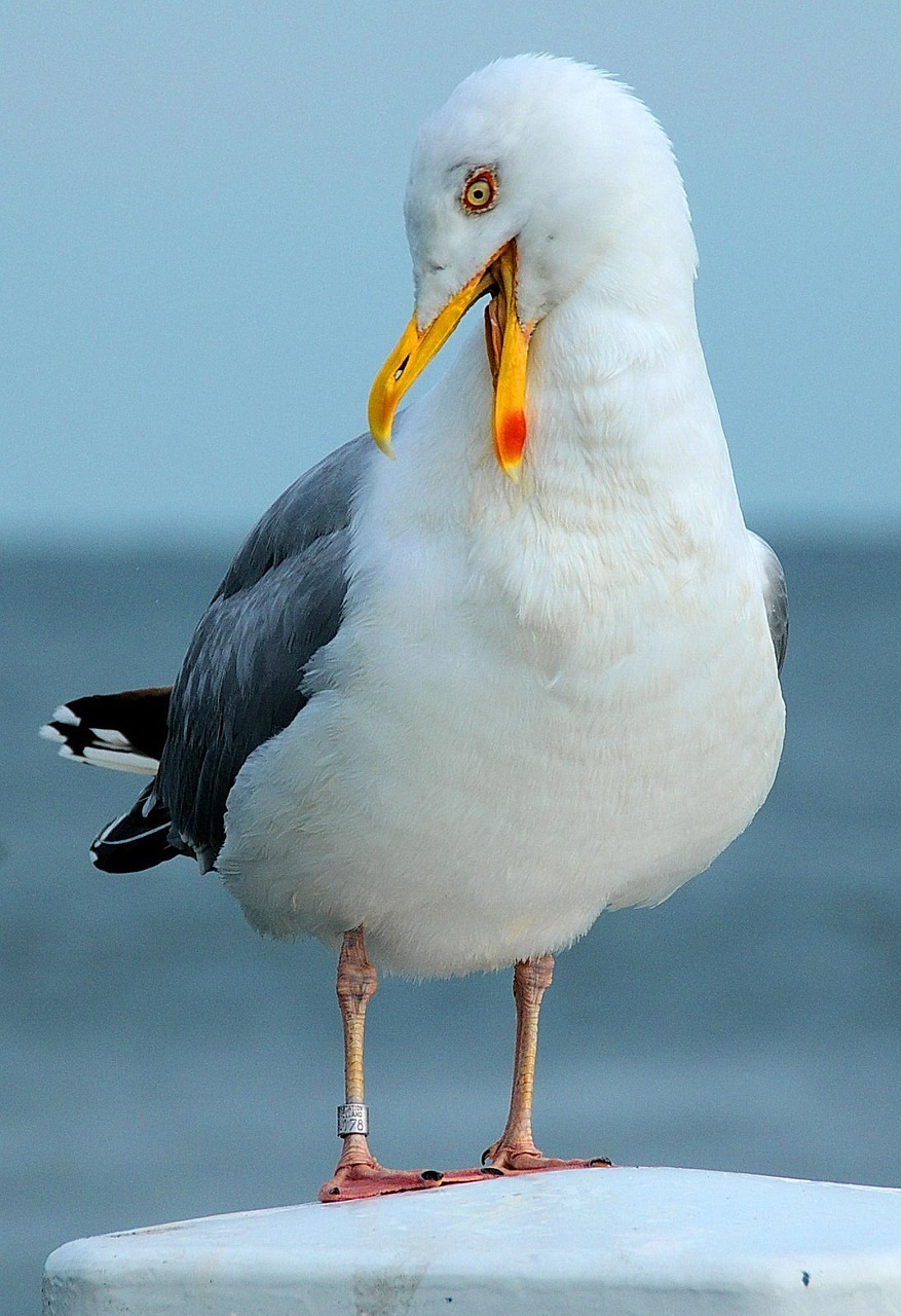 Seagull Sea Free Photo On Pixabay