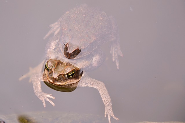 Kröten, Natur, Frosch, Wasser, Teich