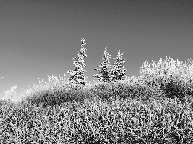 Free Snow Tree photo and picture