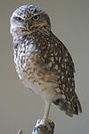 burrowing, owls, bird