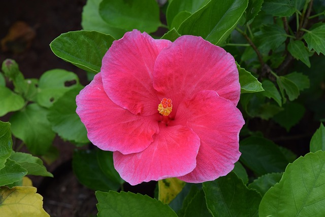 Free Hibiscus Rosa-Sinensis Flower photo and picture