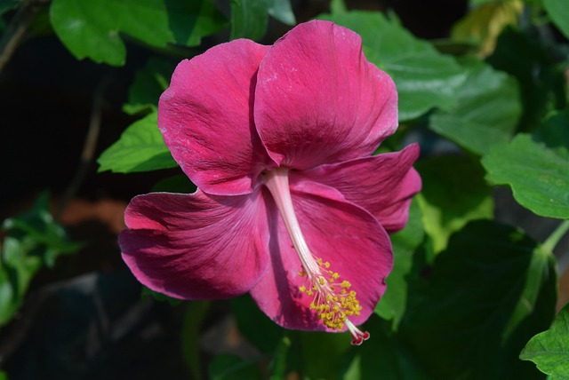 Free Hibiscus Rosa-Sinensis Flower photo and picture