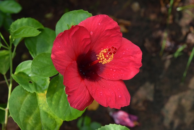 Free Hibiscus Rosa-Sinensis Flower photo and picture