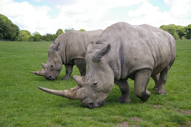 Nashorn, Park, Safari, Wild, Säugetiere