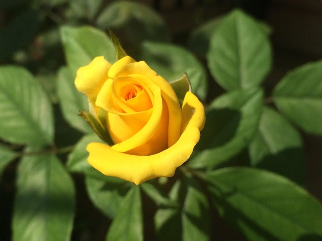 Free Rose Yellow photo and picture
