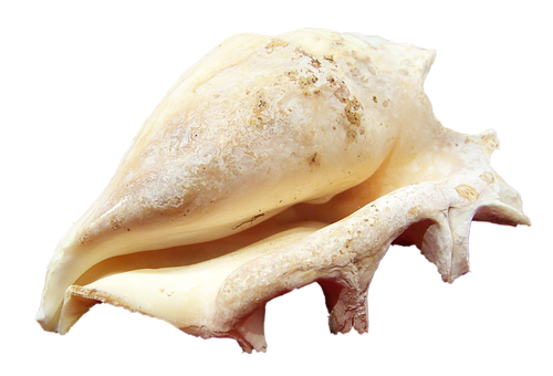 Free Shell Mollusc photo and picture
