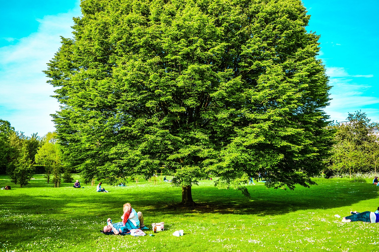 Uk, Londra, Parco, St James Park, Albero