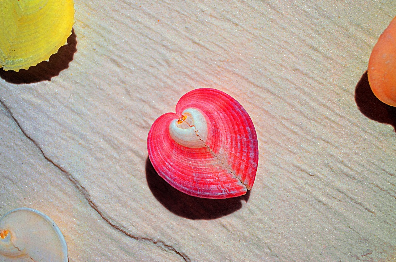 Pink Shell White - Free photo on Pixabay - Pixabay