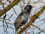 starling, bird, nature