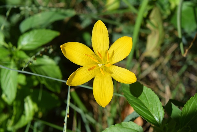 Free Zephyranthes Nature photo and picture