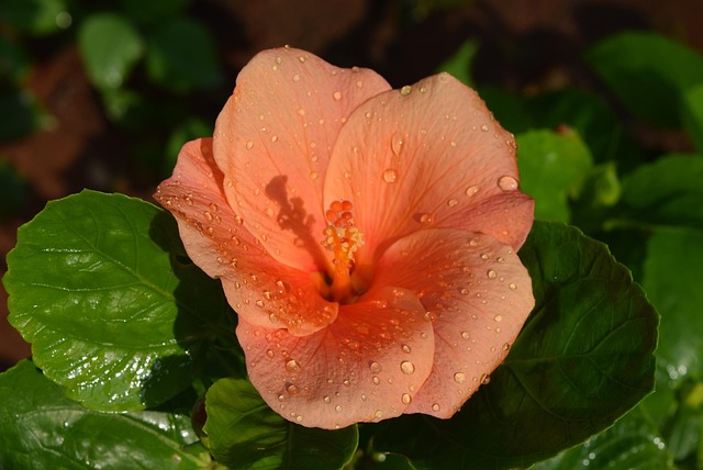 Free Hibiscus Rosa-Sinensis Nature photo and picture