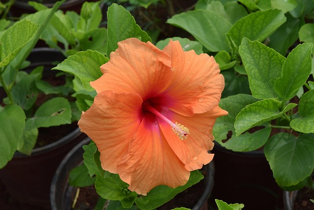 Free Hibiscus Rosa-Sinensis Flower photo and picture