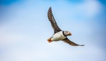 puffin, bird, sea
