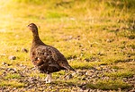 grouse, scottish, nature