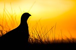 grouse, sunrise, scotland