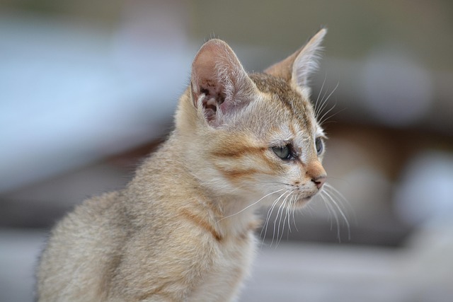 Gato, Animal, Bicho De Estimação, Lindo