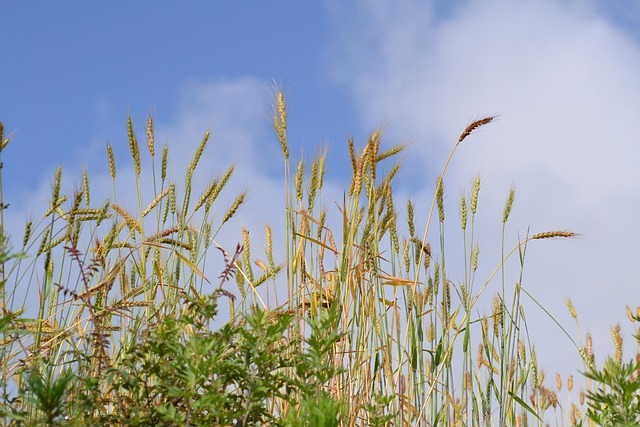 Agricultura, Colheita, Trigo, Campo