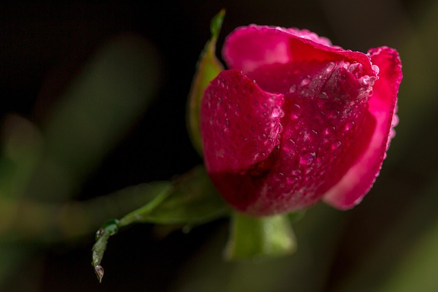 Free Rose Flower Wallpaper photo and picture