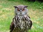 eurasian eagle owl, point to, owl