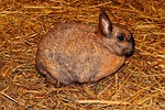 hare, stall, straw