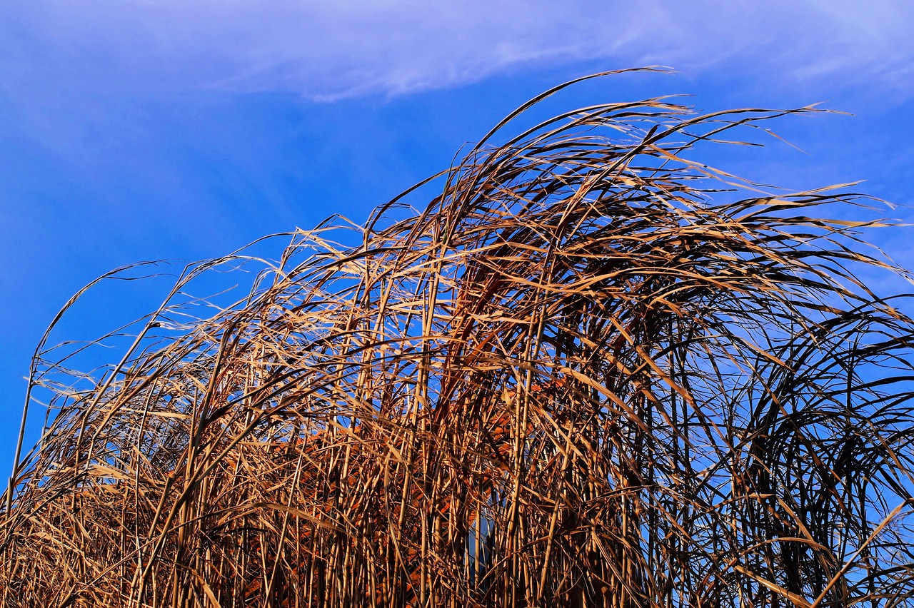 Reed Nature Grass Pond - Free photo on Pixabay - Pixabay