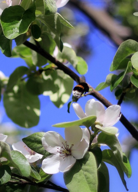 Primavera, Flor, Flores, Luz Do Sol