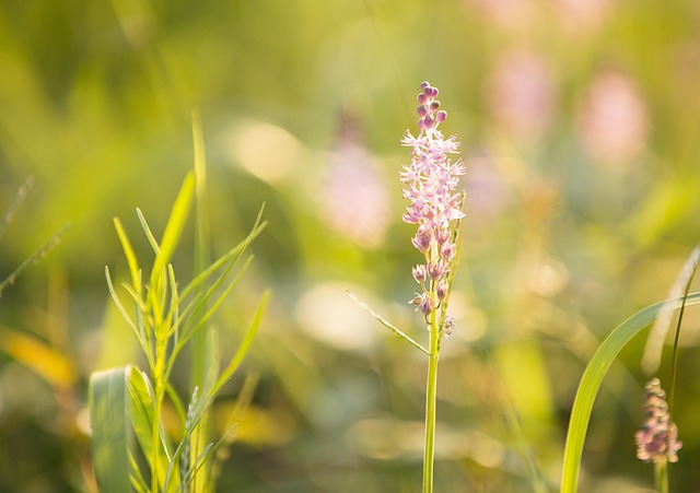 Free Flower Grass photo and picture
