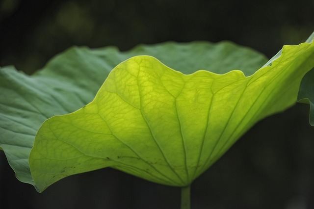 Lotus Blatt, Vene, Lichtdurchlässigkeit