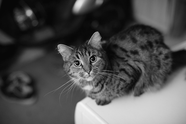 Free Hunkat Portrait photo and picture
