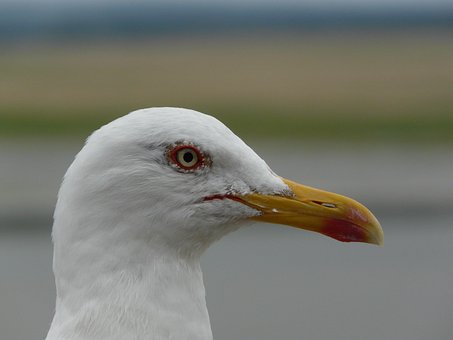 Free Seagull Bird photo and picture
