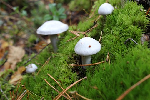 Free Mushroom Lawn photo and picture