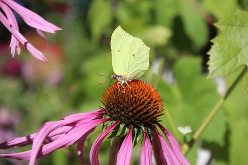 Free Butterfly Flower photo and picture