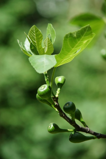 Free Fig Tree Fig photo and picture