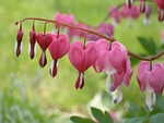 dicentra spectabilis, flower hearts, flower