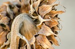 sunflower, dried flower, harvest