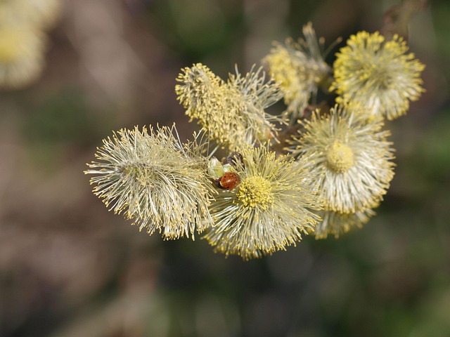 Free Pasture Blossom photo and picture